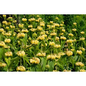 PHLOMIS RUSSELIANA - KIS-ÁZSIAI MACSKAHERE