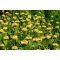 PHLOMIS RUSSELIANA - KIS-ÁZSIAI MACSKAHERE