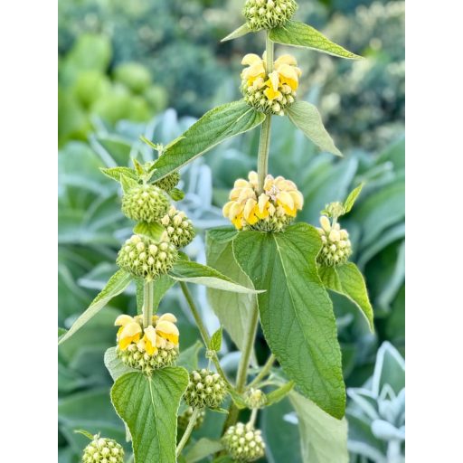 PHLOMIS RUSSELIANA - KIS-ÁZSIAI MACSKAHERE