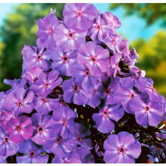 PHLOX PANICULATA 'BLUE BOY' - BUGÁS LÁNGVIRÁG