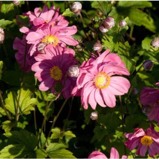 ANEMONE X HYBRIDA 'MARGARETE' - JAPÁN SZELLŐRÓZSA