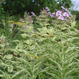   PHLOX PANICULATA 'NORA LEIGH' - BUGÁS LÁNGVIRÁG (tarka levelű)