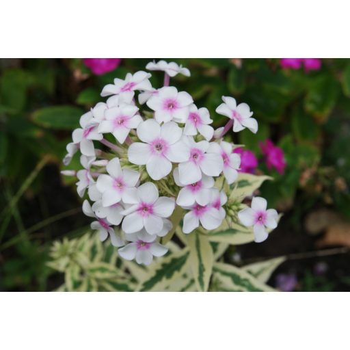 PHLOX PANICULATA 'NORA LEIGH' - BUGÁS LÁNGVIRÁG (tarka levelű)
