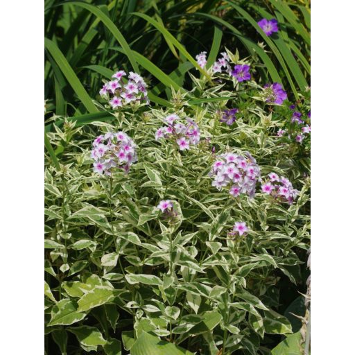 PHLOX PANICULATA 'NORA LEIGH' - BUGÁS LÁNGVIRÁG (tarka levelű)