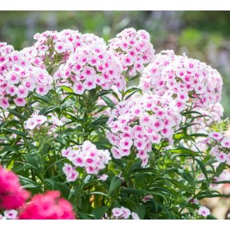 PHLOX PANICULATA 'SOFT PINK' - BUGÁS LÁNGVIRÁG