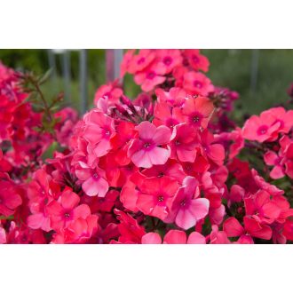 PHLOX PANICULATA 'SPITFIRE' - BUGÁS LÁNGVIRÁG