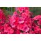 PHLOX PANICULATA 'SPITFIRE' - BUGÁS LÁNGVIRÁG