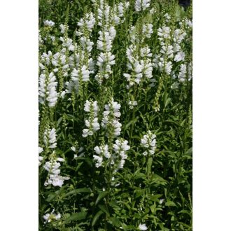 PHYSOSTEGIA VIRGINIANA 'ALBA' - FEHÉR FÜZÉRAJAK