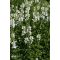PHYSOSTEGIA VIRGINIANA 'ALBA' - FEHÉR FÜZÉRAJAK