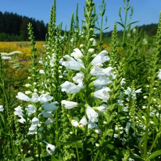 PHYSOSTEGIA VIRGINIANA 'ALBA' - FEHÉR FÜZÉRAJAK