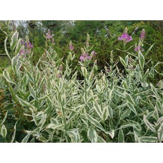 PHYSOSTEGIA VIRGINIANA 