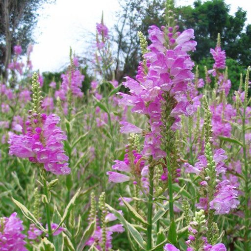 PHYSOSTEGIA VIRGINIANA 