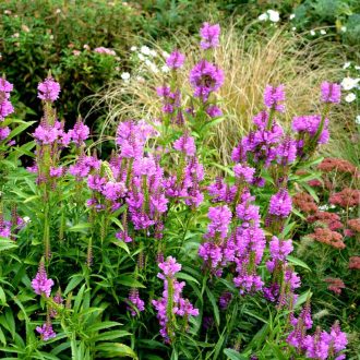PHYSOSTEGIA VIRGINIANA 'ROSEA' - FÜZÉRAJAK