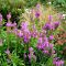 PHYSOSTEGIA VIRGINIANA 'ROSEA' - FÜZÉRAJAK