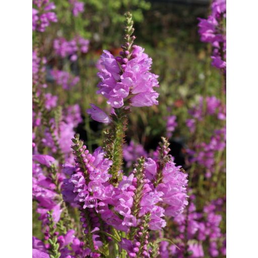 PHYSOSTEGIA VIRGINIANA 'ROSEA' - FÜZÉRAJAK