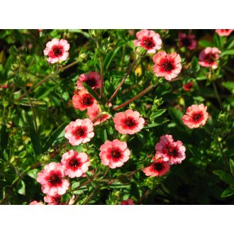   POTENTILLA NEPALENSIS 'MISS WILLMOTT' - NEPÁLI PIMPÓ