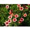 POTENTILLA NEPALENSIS 'MISS WILLMOTT' - NEPÁLI PIMPÓ