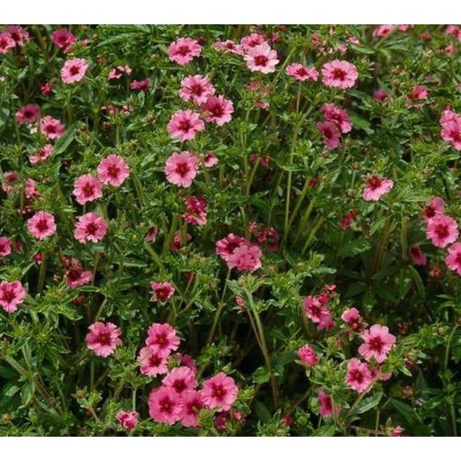 POTENTILLA NEPALENSIS 'MISS WILLMOTT' - NEPÁLI PIMPÓ