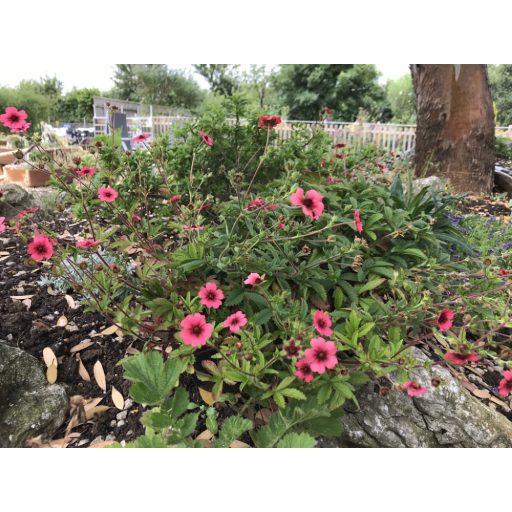 POTENTILLA NEPALENSIS 'MISS WILLMOTT' - NEPÁLI PIMPÓ