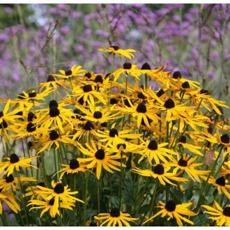RUDBECKIA FULGIDA 'GOLDSTURM' - POMPÁS KÚPVIRÁG