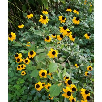 RUDBECKIA TRILOBA - KISFÉSZKŰ KÚPVIRÁG