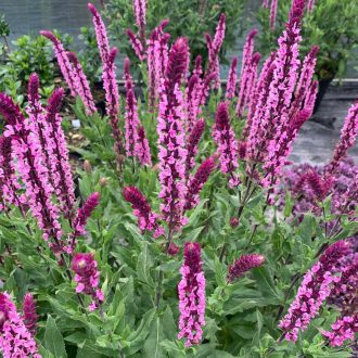   SALVIA NEMOROSA 'CARADONNA PINK' -  RÓZSASZÍN LIGETI ZSÁLYA 