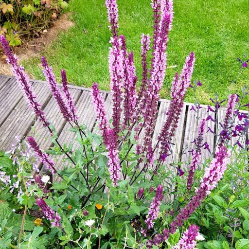 SALVIA NEMOROSA 'CARADONNA PINK' -  RÓZSASZÍN LIGETI ZSÁLYA 