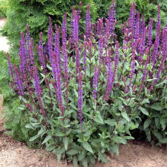 SALVIA NEMOROSA 'CARADONNA' - LIGETI ZSÁLYA