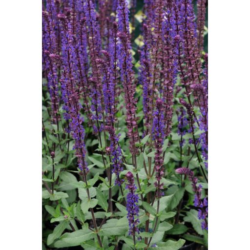 SALVIA NEMOROSA 'CARADONNA' - LIGETI ZSÁLYA