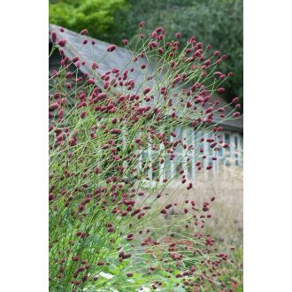 SANGUISORBA OFFICINALIS - ŐSZI VÉRFŰ