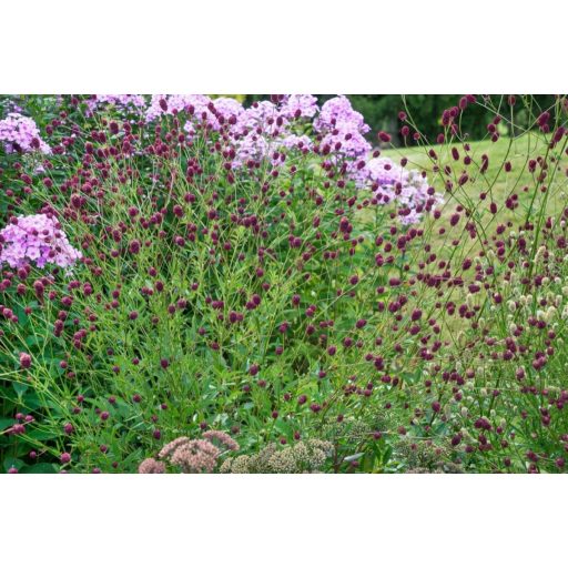 SANGUISORBA OFFICINALIS - ŐSZI VÉRFŰ