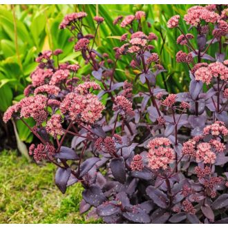   SEDUM (HYLOTELEPHIUM) TELEPHIUM 'CHERRY CHOCOLATE' - VARJÚHÁJ