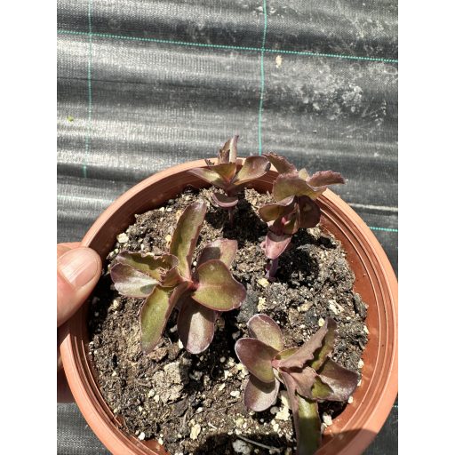 SEDUM (HYLOTELEPHIUM) TELEPHIUM 'CHERRY CHOCOLATE' - VARJÚHÁJ
