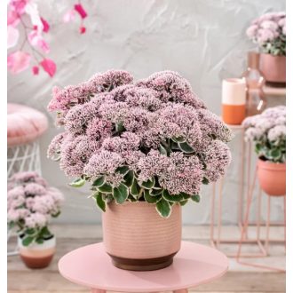   SEDUM (HYLOTELEPHIUM) TELEPHIUM 'LA VIÉ EN ROSE' - VARJÚHÁJ