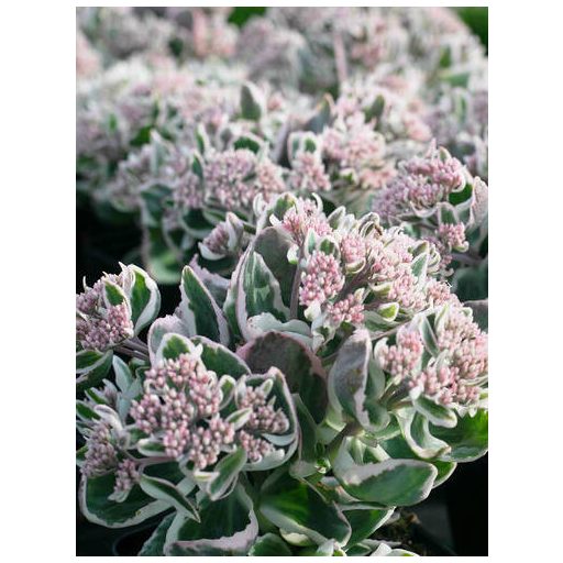 SEDUM (HYLOTELEPHIUM) TELEPHIUM 'LA VIÉ EN ROSE' - VARJÚHÁJ