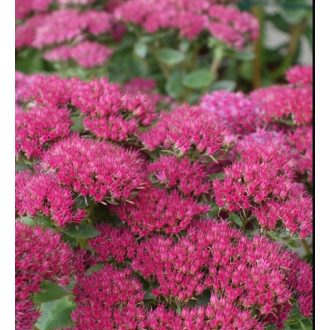   SEDUM (HYLOTELEPHIUM) TELEPHIUM 'RED CARL' - VARJÚHÁJ