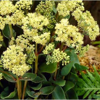   SEDUM TELEPHIUM  'SEDUCTION YELLOW DELICATE' - VARJÚHÁJ (SÁRGA VIRÁGÚ)