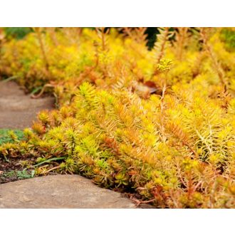 SEDUM REFLEXUM 'YELLOW' - KÖVI VARJÚHÁJ