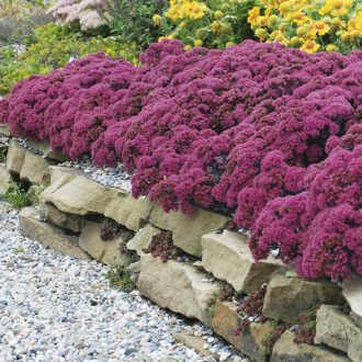 SEDUM 