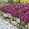 SEDUM 