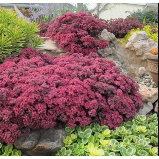 SEDUM 