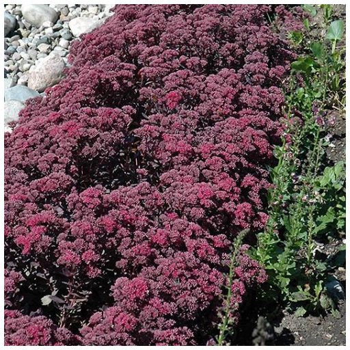 SEDUM 