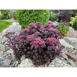 SEDUM (HYLOTELEPHIUM) TELEPHIUM 