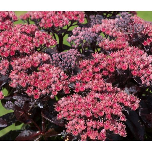 SEDUM (HYLOTELEPHIUM) TELEPHIUM 