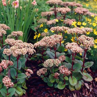  SEDUM (HYLOTELEPHIUM) TELEPHIUM 'MATRONA' - VARJÚHÁJ