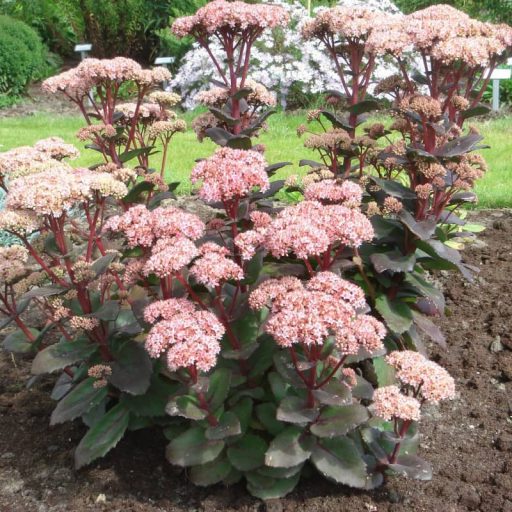 SEDUM (HYLOTELEPHIUM) TELEPHIUM 'MATRONA' - VARJÚHÁJ