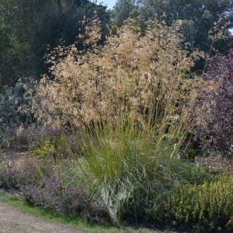 STIPA GIGANTEA - ÓRIÁS ÁRVALÁNYHAJ