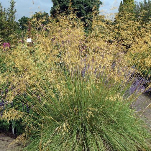 STIPA GIGANTEA - ÓRIÁS ÁRVALÁNYHAJ