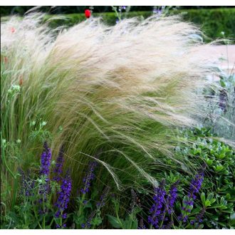   STIPA TENNUISSIMA 'PONY TAILS' - MEXIKÓI ÁRVALÁNYHAJ
