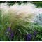 STIPA TENNUISSIMA 'PONY TAILS' - MEXIKÓI ÁRVALÁNYHAJ